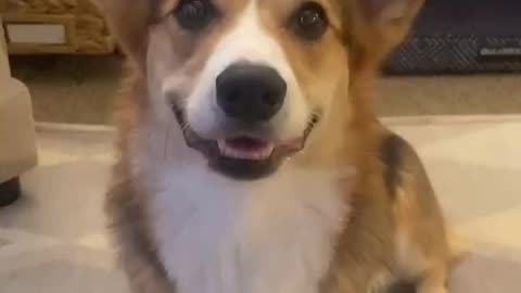 How is pavlov this perfect