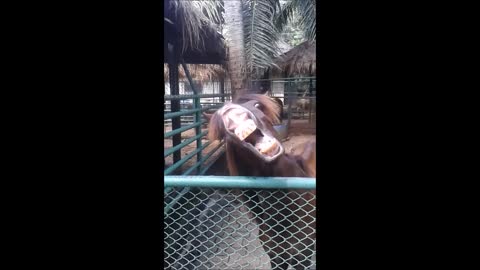 Horses Make Funny Faces
