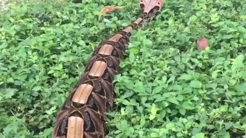 You need to see this video of a 14-foot long python taking over a yard