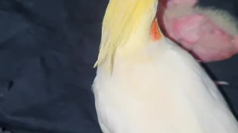 Baby care cocktail parrot