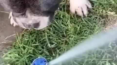 funny dogs🤣🤣