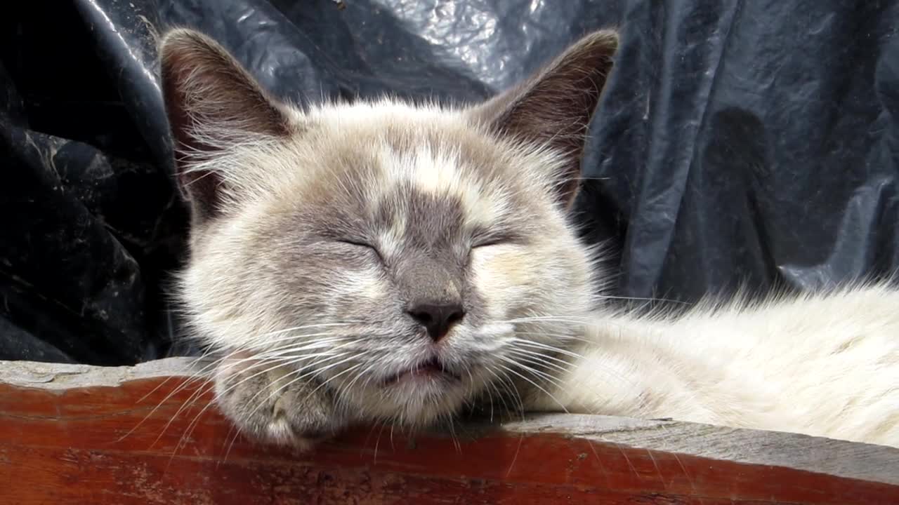 This Is Why You Should Adopt a Cat