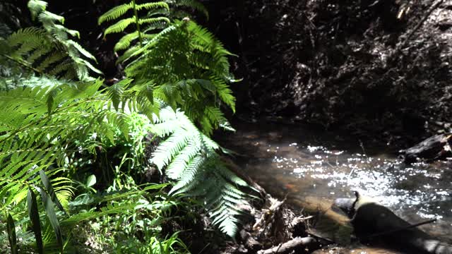 A SOFT GENTLE BABBLING BROOK. So Relaxing.