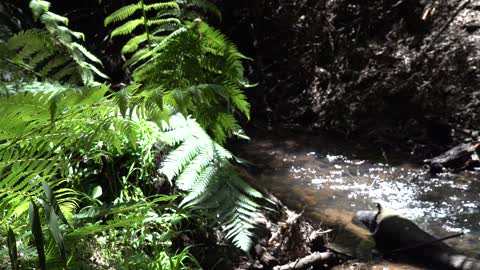 A SOFT GENTLE BABBLING BROOK. So Relaxing.