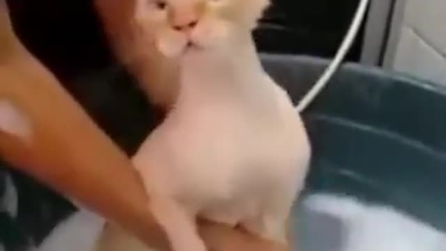 Vídeos engraçados para rir muito mesmo