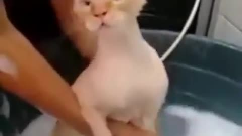 Vídeos engraçados para rir muito mesmo