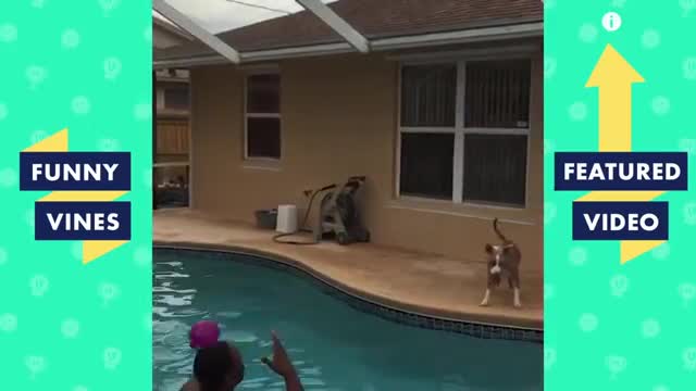 Try not to laugh- cute dogs video ever