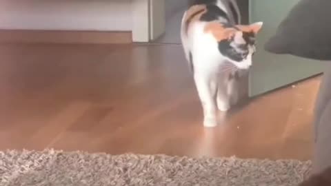 Funny cats