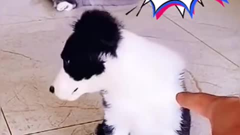 Try Not To Laugh 😂😂😂 - Funny Dogs And Cats Reaction 2021