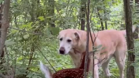 Both sika deer and dogs look lovely