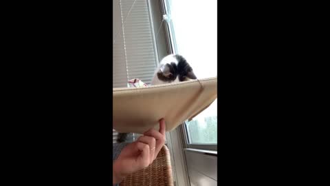 VIEW A CAT RELAXING ON HANGING SPACE .