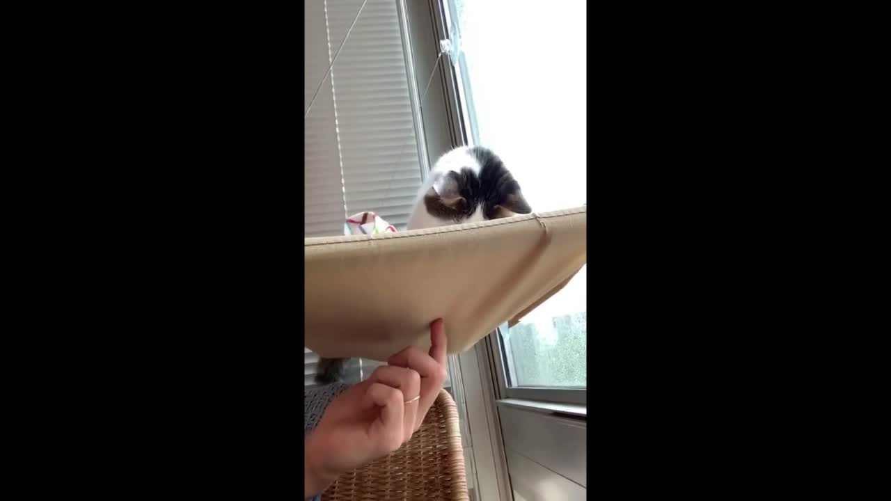 VIEW A CAT RELAXING ON HANGING SPACE .