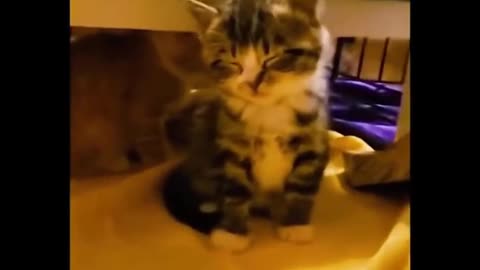 Cats can talk with people