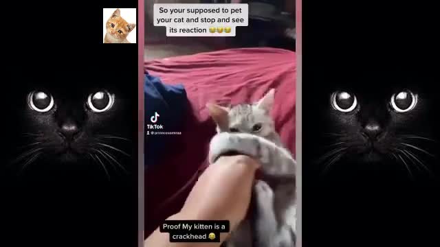 Funny Pets Compilation #4