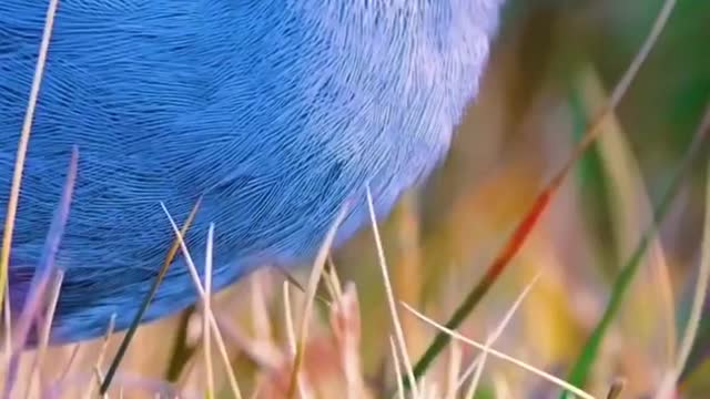The animal world really has everything. What do you call this blue bird