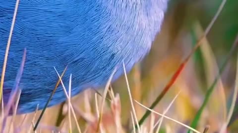 The animal world really has everything. What do you call this blue bird