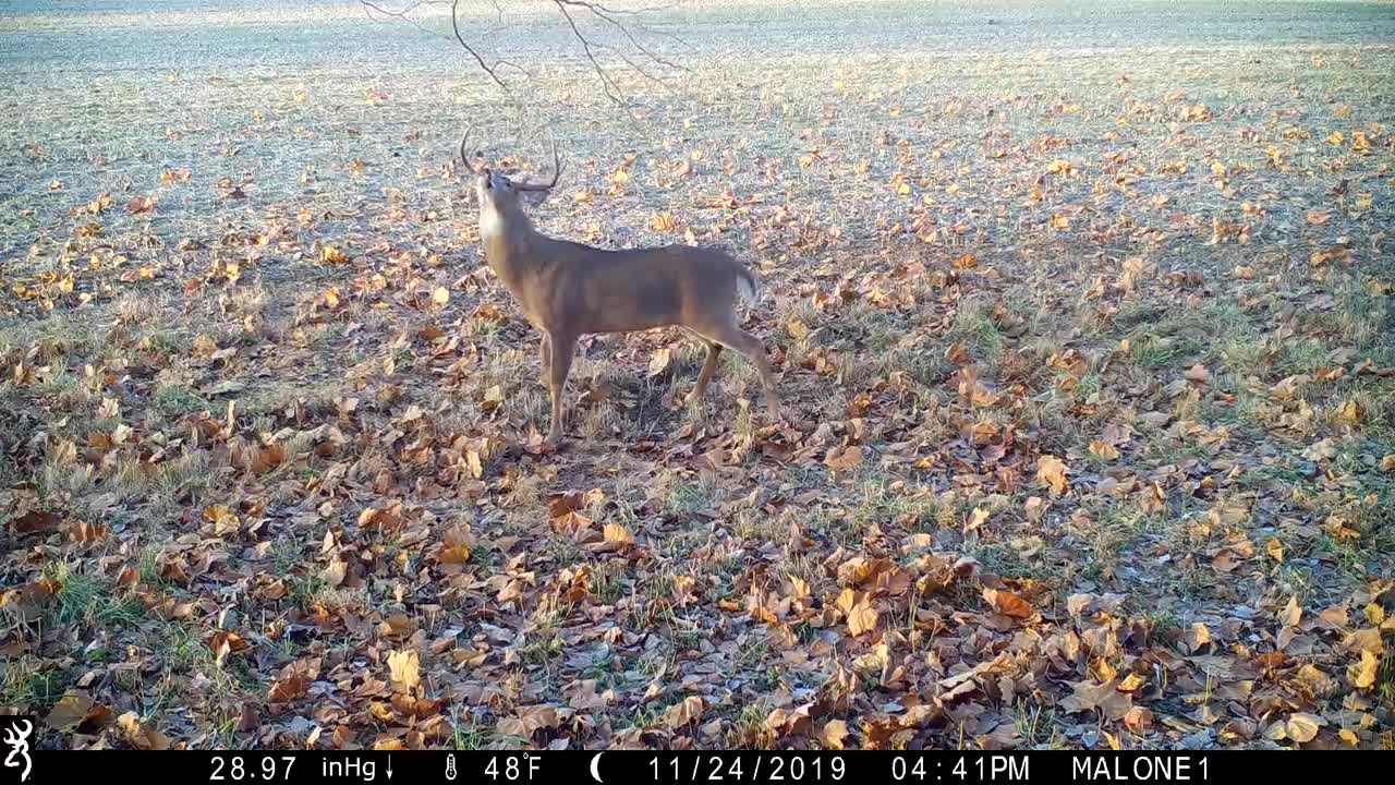 10 pt buck out making his daily rounds, getting some sun while leaving his scent over a scrape