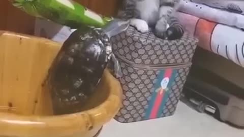 New funny video 2023