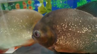 PIRANHA FISH AND FRIENDS trying to get my mean piranha to get on