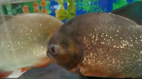 PIRANHA FISH AND FRIENDS trying to get my mean piranha to get on