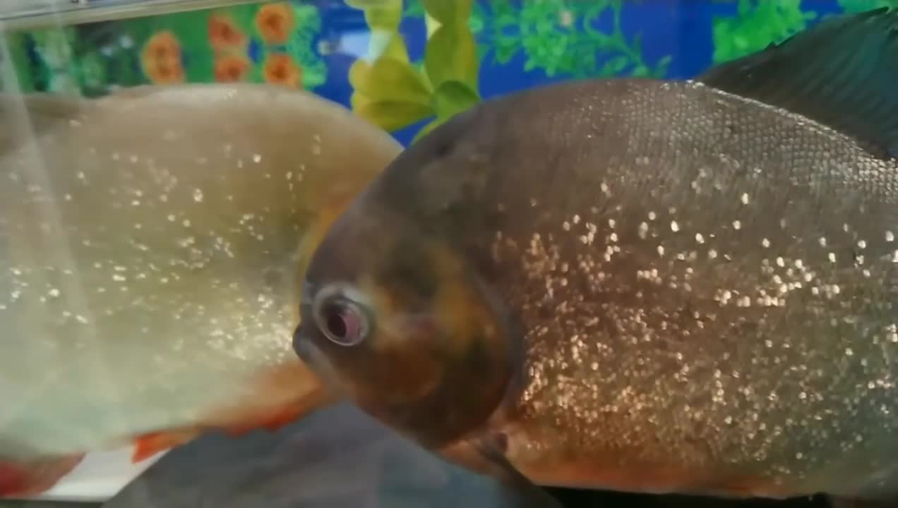 PIRANHA FISH AND FRIENDS trying to get my mean piranha to get on