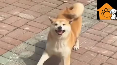 Funny Dancing Dog