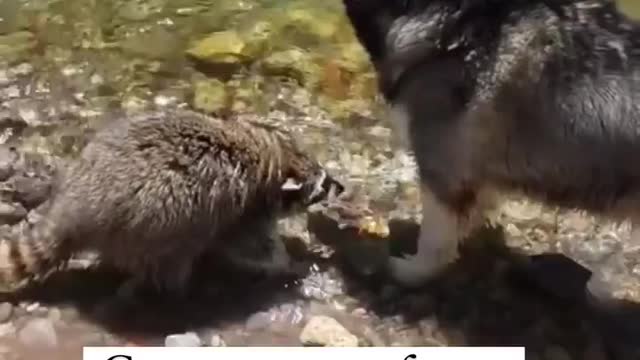animals memes 36