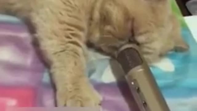 Cat snoring in the microphone