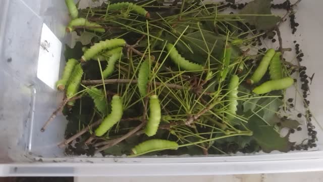 Polyphemus moth caterpillars