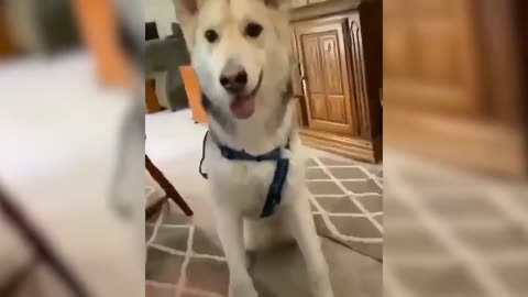 TRY NOT TO LAUGH [IMPOSSIBLE] Funny Animal Videos - Funny Cats And Dogs #2024