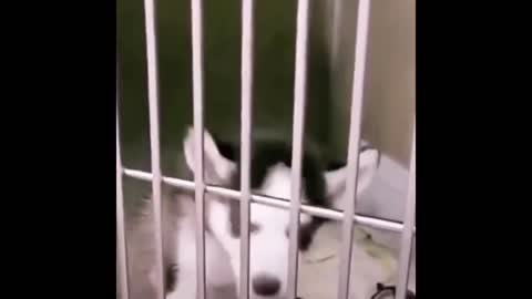 Your dog bark and my dog sing 😅 funny dog ✌