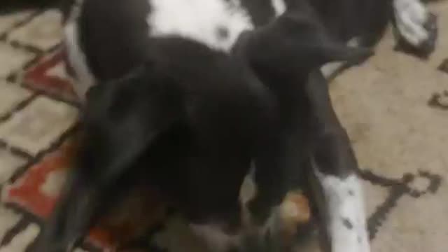 Gigi Smells Something