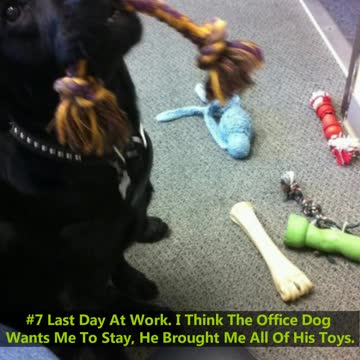 Has Your Pet Ever Brought You A Gift?