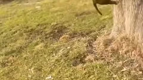 BEST FUNNY ANIMALS