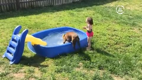 Funny Animal Video.