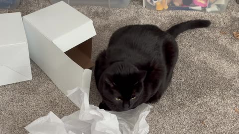 Cute Precious Piper Looks Like a Christmas Gift - Adopting a Cat from a Shelter Vlog