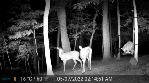 The Woods - 05/07/2022