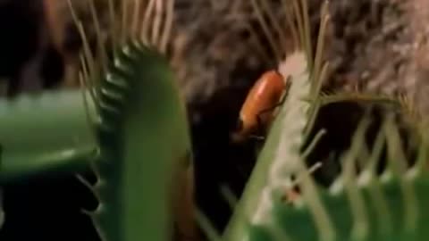 The real life of plants