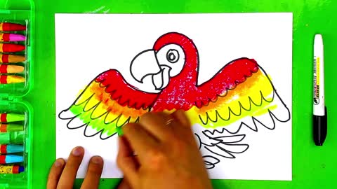 How to draw a tropical parrot