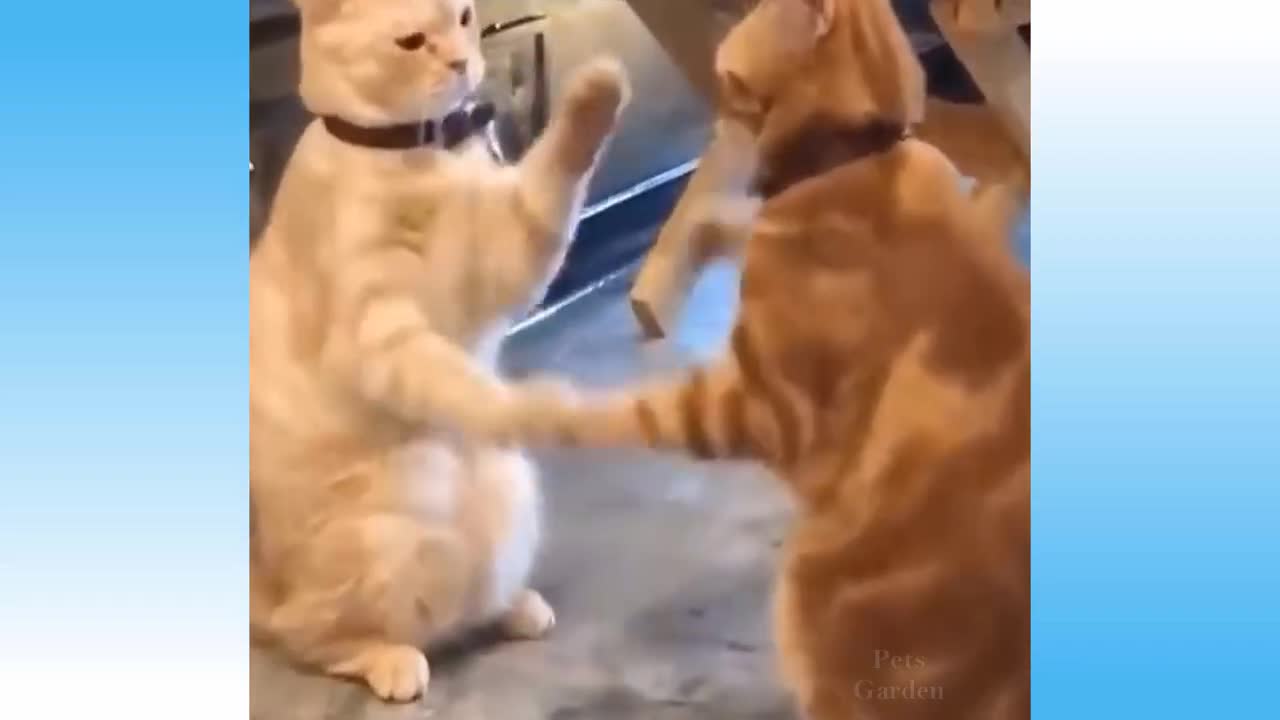 Weekly funny cats..not to laugh