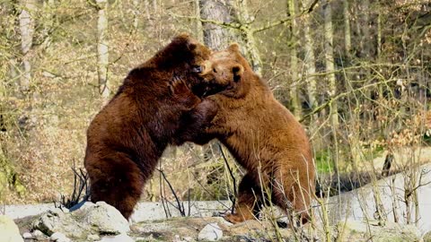 wild bears showing there power