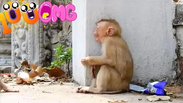 Monkey baby cry's