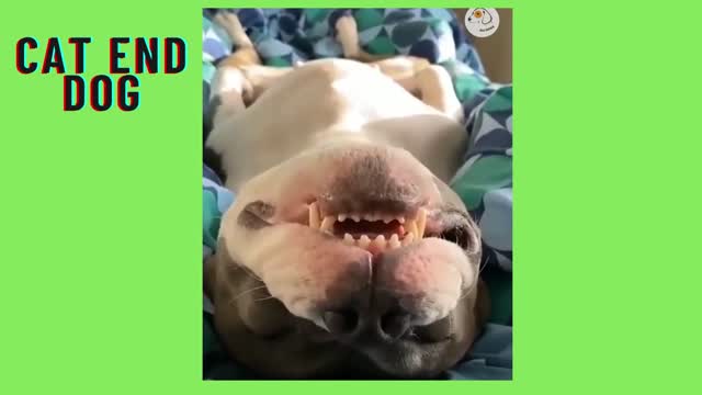 cat end dog