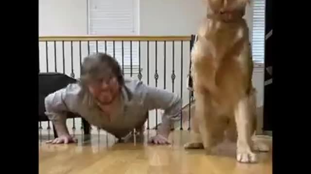 Inteliigent and smart dog