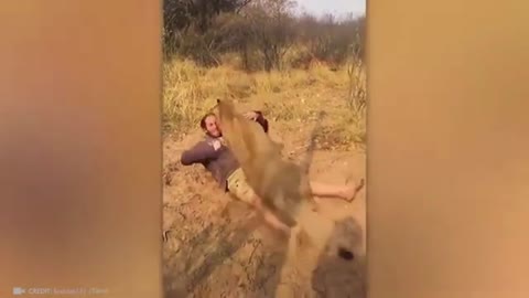 happy lion finally united with its owner