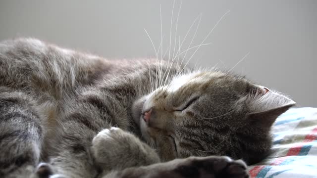 Cute cat meows in his sleep