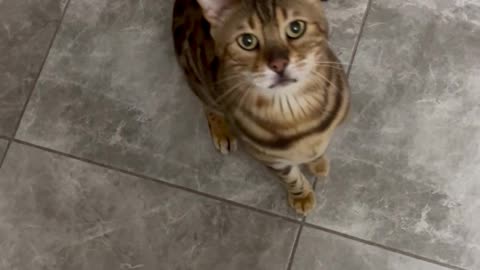 Raspy Cat Breaks Into Bag Of Dog Food