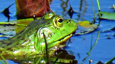 Bullfrog