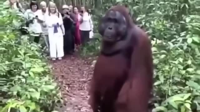 Orangutan Watched by Humans