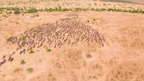 The Great Wildebeast Migration